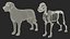 Dog Skeleton Anatomy with Translucent Shell 3D model