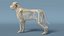 Dog Skeleton Anatomy with Translucent Shell 3D model
