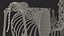 Dog Skeleton Anatomy with Translucent Shell 3D model