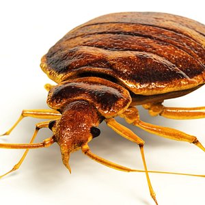 maya bedbug quads lightwave