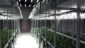 3D cannabis grow room model