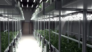 Cannabis Grow Room