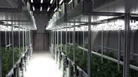 Cannabis Grow Room