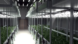 Cannabis Grow Room