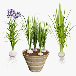 Garlic Plant 3D Model Collection 3D model