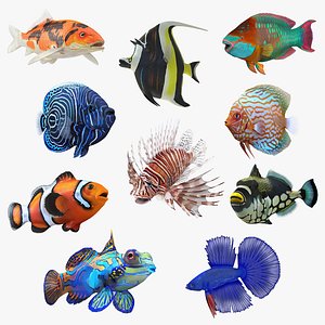 3D model coral fishes 3