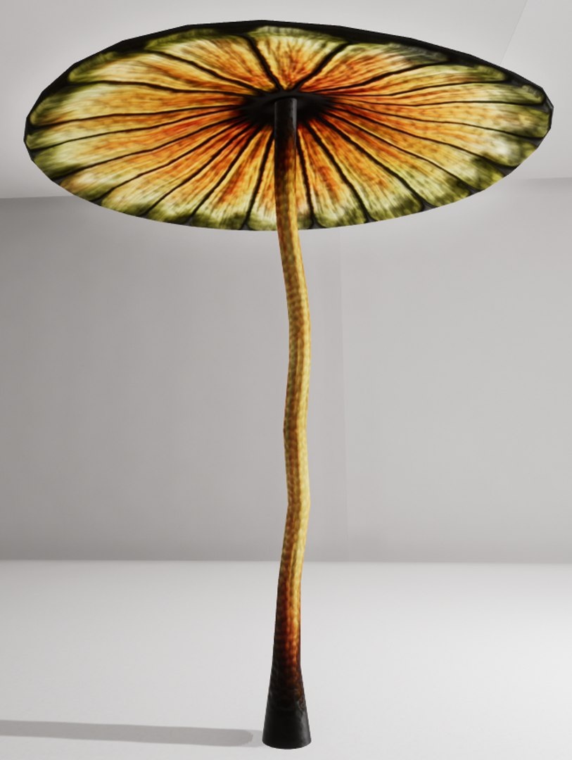 3D mushrooms shrooms https://p.turbosquid.com/ts-thumb/oS/OXB1E6/9K5HHXwn/th7/png/1518123944/1920x1080/fit_q87/01aaff408c829e34ca40c53d76d587aed4d3cb72/th7.jpg