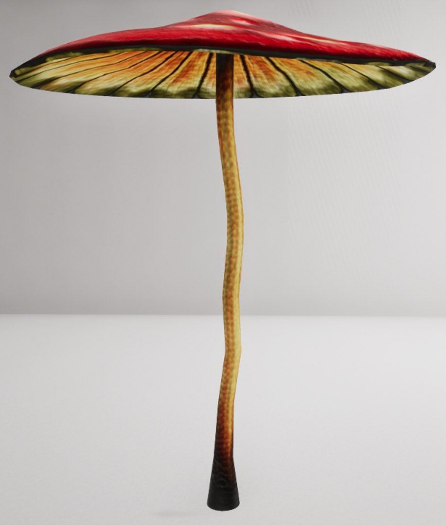 3D mushrooms shrooms https://p.turbosquid.com/ts-thumb/oS/OXB1E6/NmyKElav/th2/png/1518123943/1920x1080/fit_q87/1e2fff07cd222eadefa51ce8f2b6c8a90928d7e5/th2.jpg