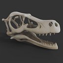 Veloceraptor Skull