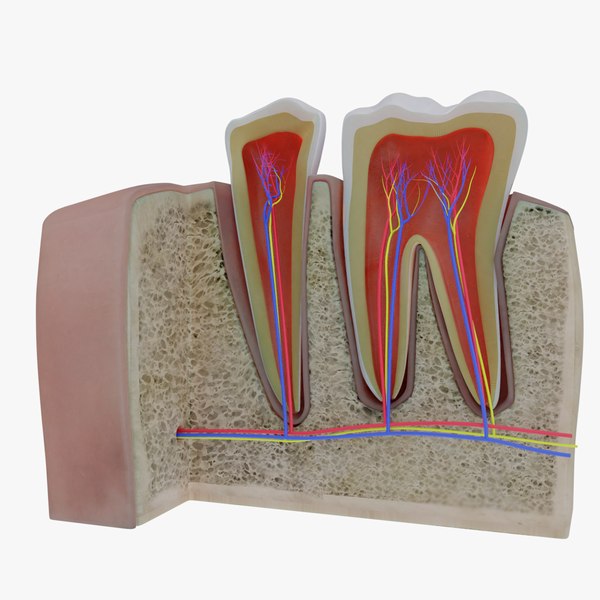 磨牙3d模型