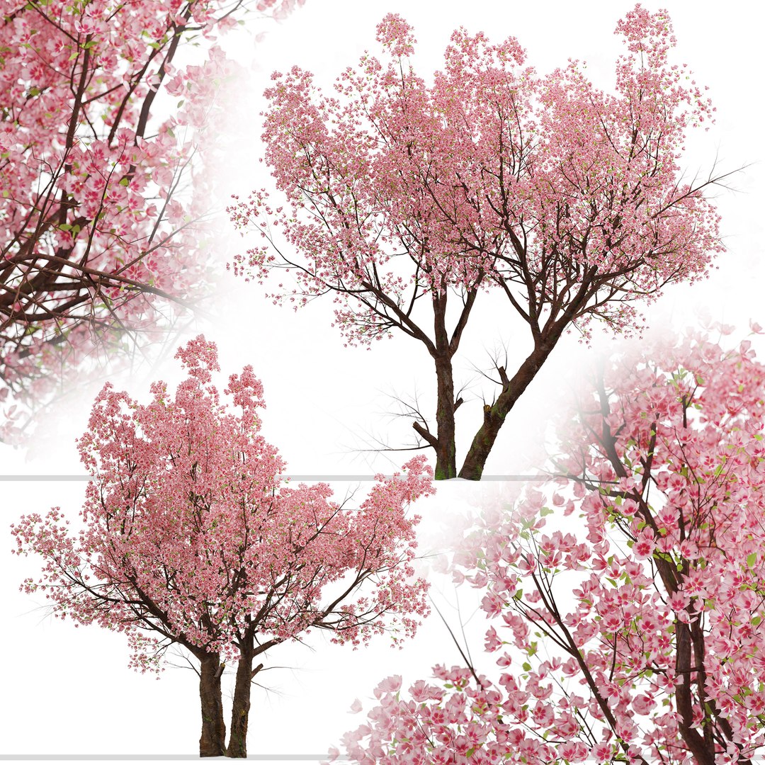 3D Sakura Cherry Blossom Or Prunus Cerasus Tree - 2 Trees Model ...