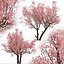 3D Sakura Cherry Blossom or Prunus Cerasus Tree - 2 Trees model