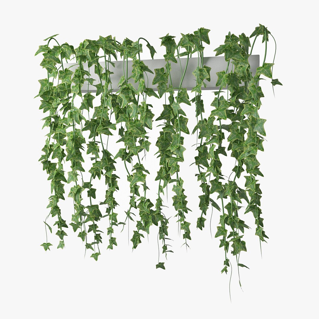 ivy pot 3D model https://p.turbosquid.com/ts-thumb/oS/qzaKOP/5rw1shh7/pr_01/jpg/1501515039/1920x1080/fit_q87/9fce3b94b26c76d3c5a90366c2f1de2d6d643b34/pr_01.jpg