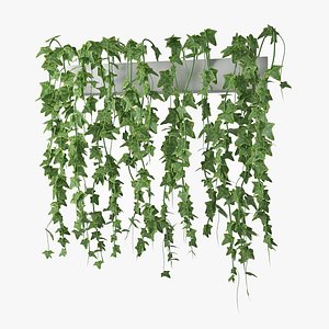 Ivy in pot 03