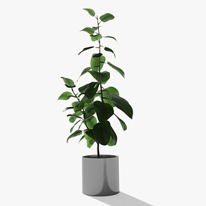 Ficus