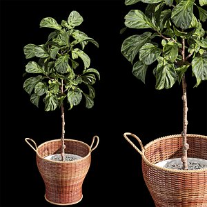 Plant Indoor Set Fiddle Leaf Fig