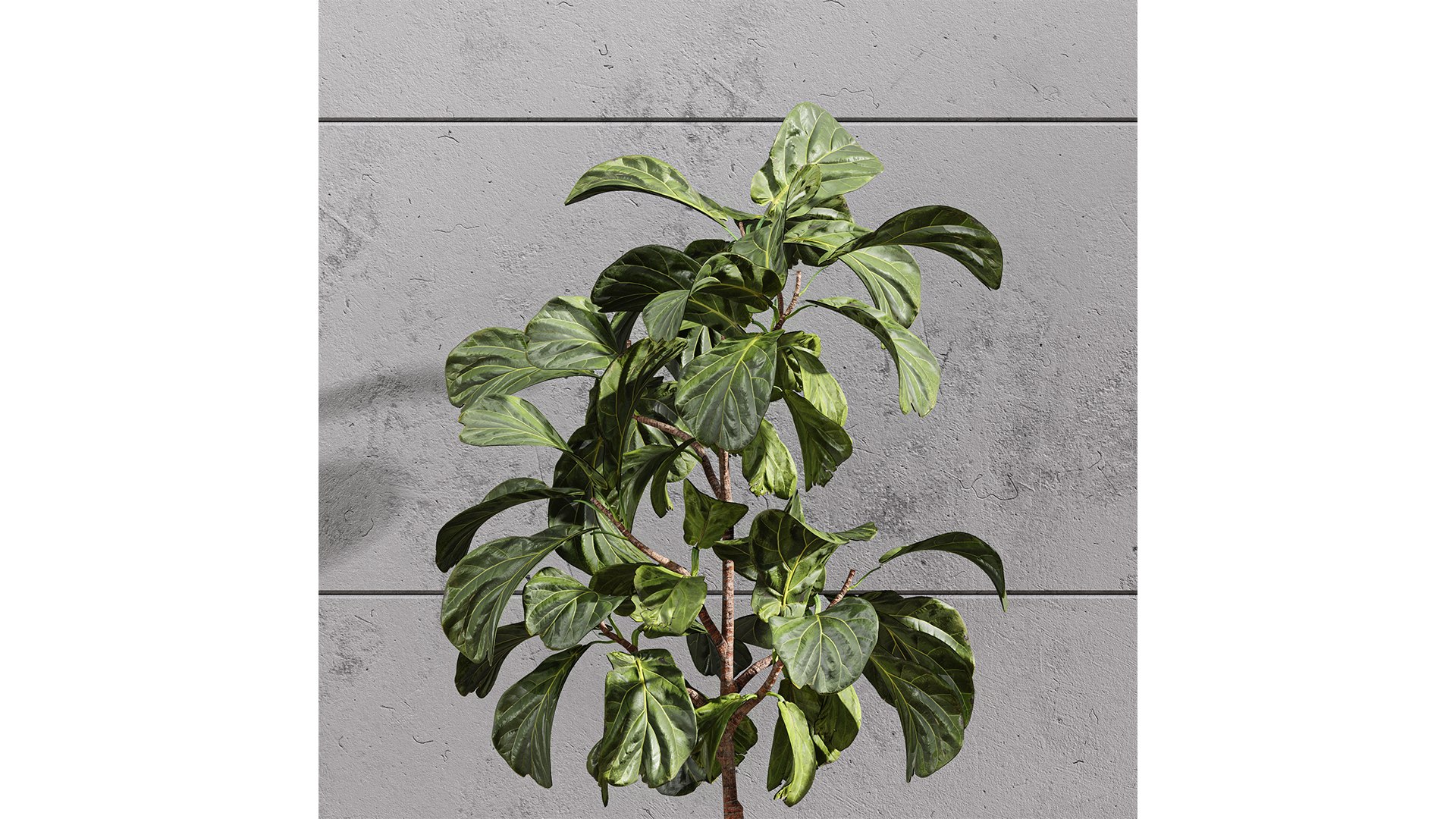 3D Plant Indoor Set Fiddle Leaf Fig model https://p.turbosquid.com/ts-thumb/oT/4JBLdu/UR/z04/png/1720962261/1920x1080/fit_q87/6ac86c8d94eb6f2342e57dc82e9e139a713d49b8/z04.jpg
