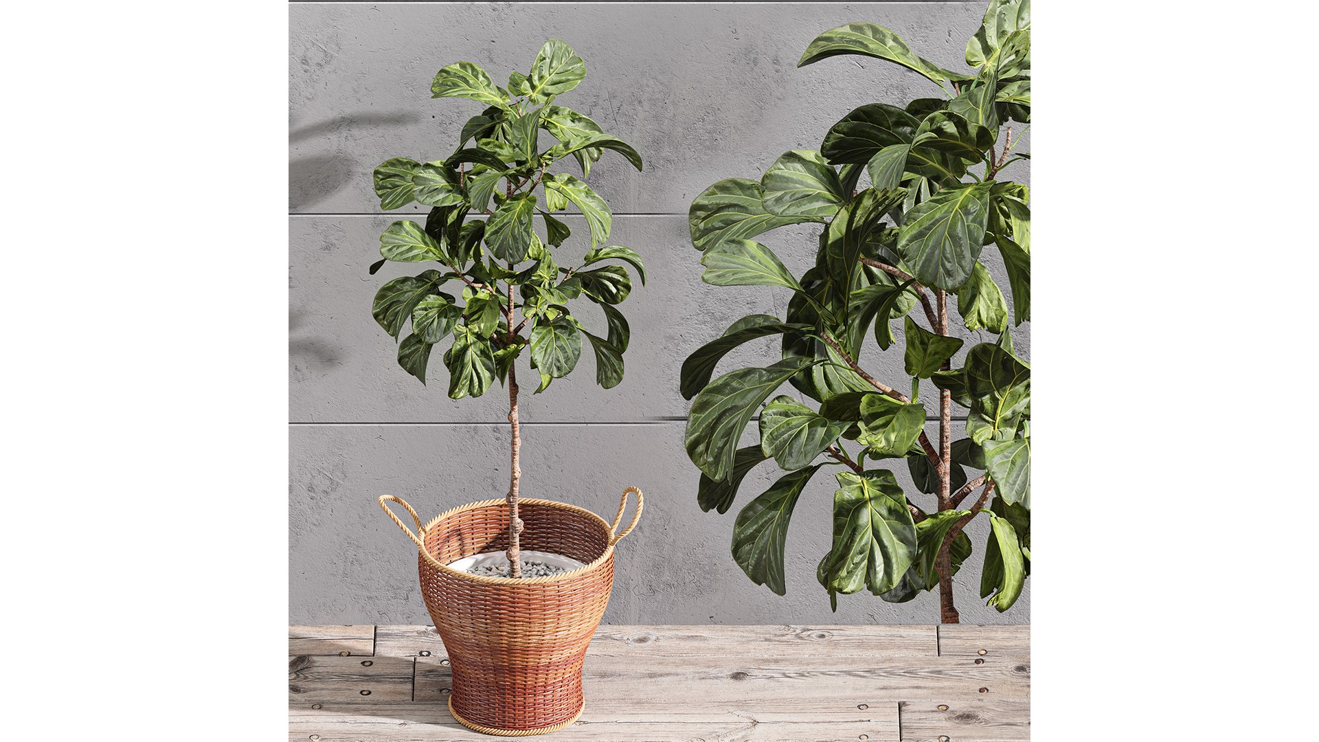 3D Plant Indoor Set Fiddle Leaf Fig model https://p.turbosquid.com/ts-thumb/oT/4JBLdu/bA/z02/png/1720962257/1920x1080/fit_q87/71866b6e0600a908726d30550b692d1dc23d20f7/z02.jpg