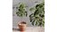 Plant Indoor Set Fiddle Leaf Fig