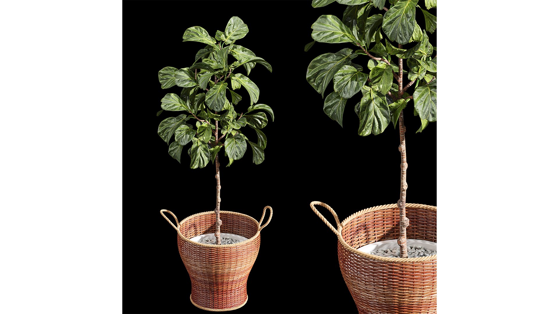 3D Plant Indoor Set Fiddle Leaf Fig model https://p.turbosquid.com/ts-thumb/oT/4JBLdu/by/z01/png/1720962254/1920x1080/fit_q87/138117969db818b60f10c45c5bb3633c0a7d6998/z01.jpg