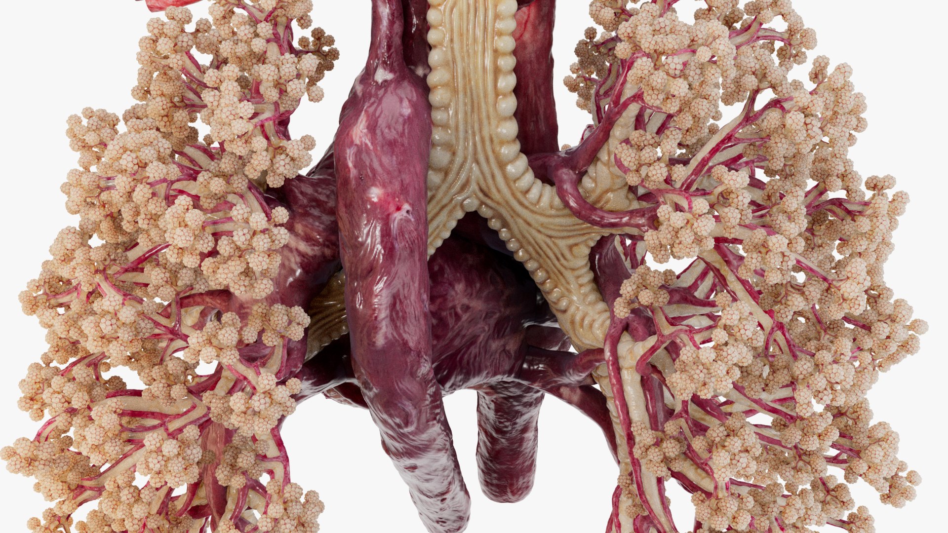 3D Animated Heart with Sound https://p.turbosquid.com/ts-thumb/oT/4QOeH0/0I/closeup_0012/jpg/1686146210/1920x1080/fit_q87/d5505db8e49087a5eece9ef43b84df7f0dc486b1/closeup_0012.jpg