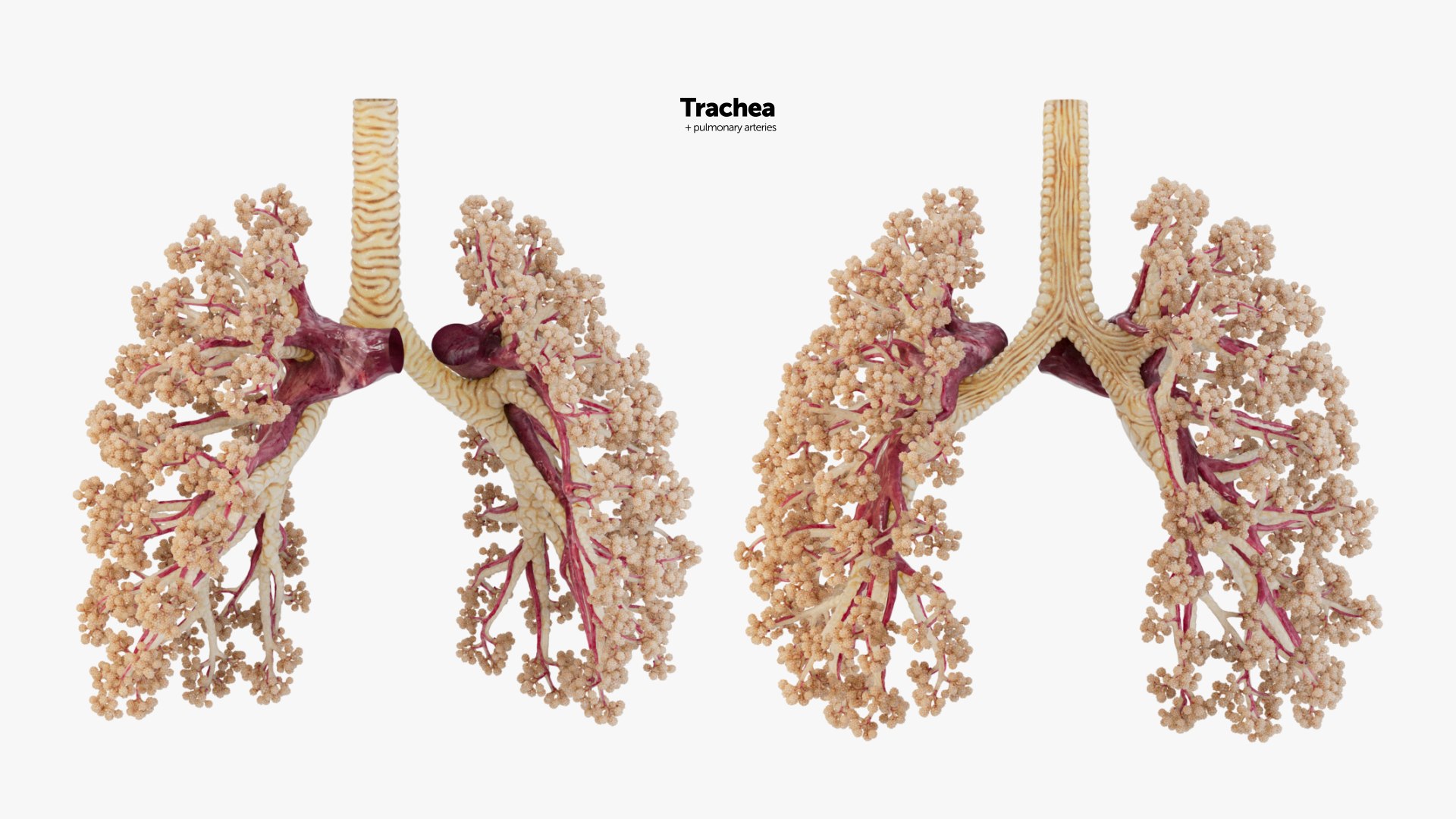 3D Animated Heart with Sound https://p.turbosquid.com/ts-thumb/oT/4QOeH0/Hc/trachea_0001/jpg/1686237578/1920x1080/fit_q87/6deadc74347d2fdb2d003e71852c4e53a91efe57/trachea_0001.jpg