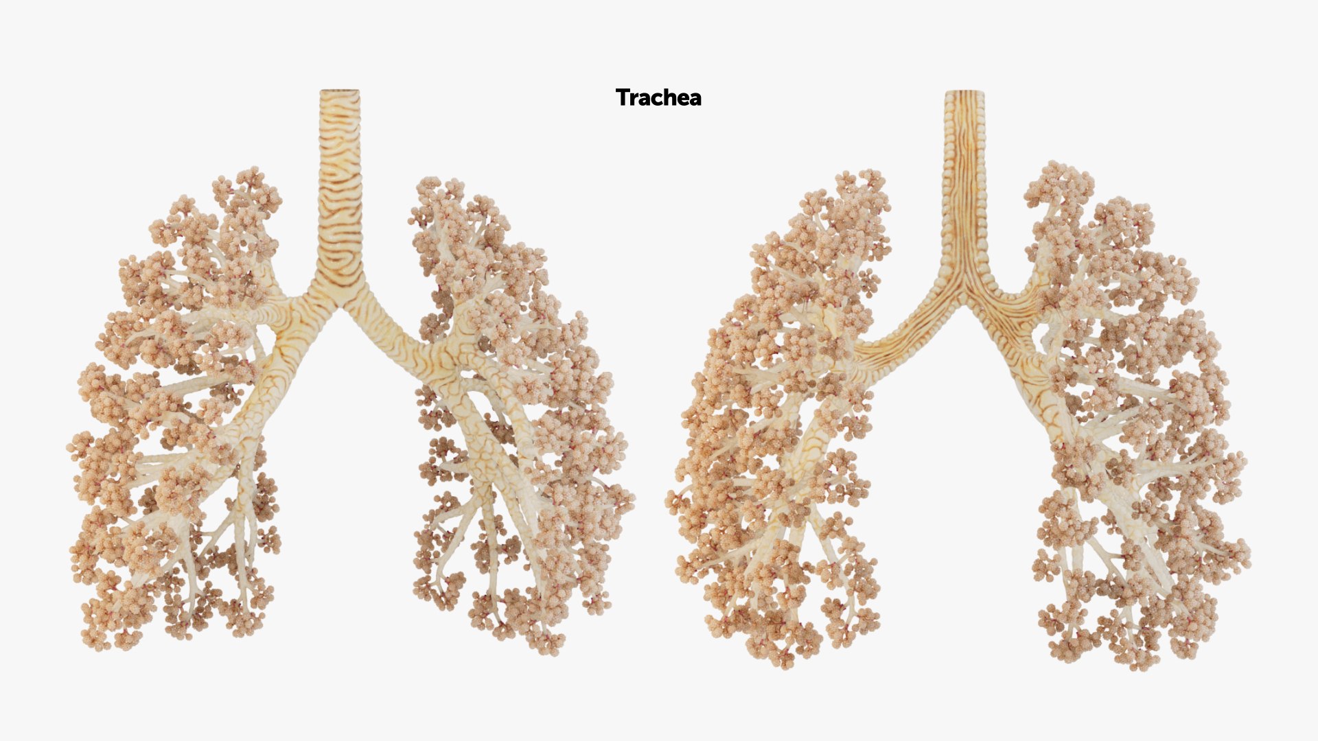 3D Animated Heart with Sound https://p.turbosquid.com/ts-thumb/oT/4QOeH0/Hy/trachea_0000/jpg/1686237577/1920x1080/fit_q87/a412a8ae98e96791a619a4a614002db0e17921d5/trachea_0000.jpg