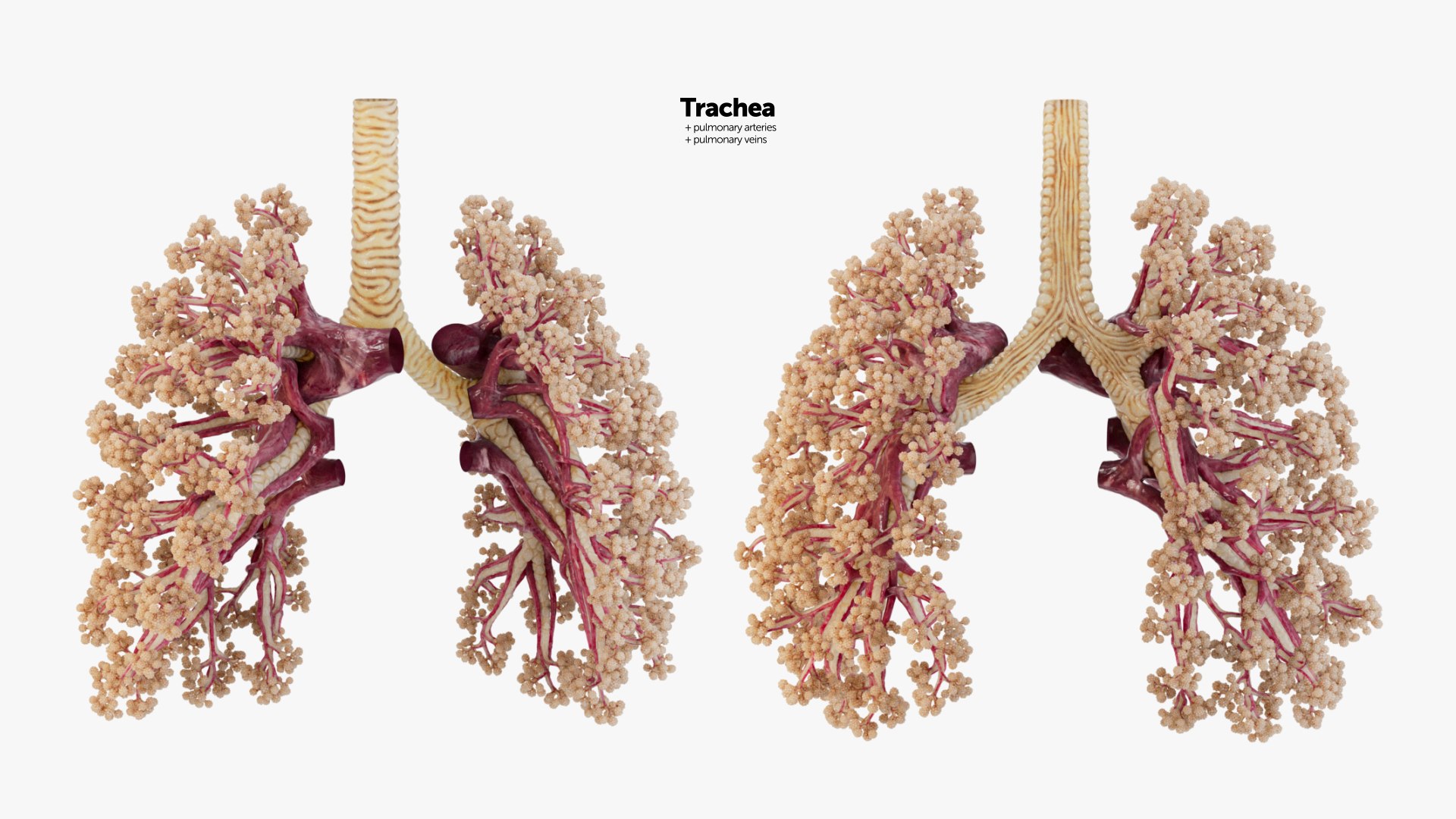 3D Animated Heart with Sound https://p.turbosquid.com/ts-thumb/oT/4QOeH0/pz/trachea_0002/jpg/1686237578/1920x1080/fit_q87/0d96a5a4da6b5043b30a386b6563ab5fa4e865b4/trachea_0002.jpg