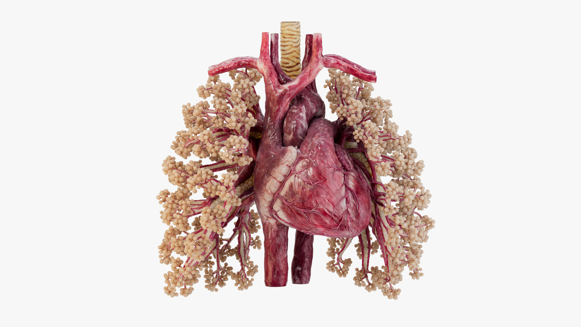 3D Animated Heart with Sound https://p.turbosquid.com/ts-thumb/oT/4QOeH0/wI/turntable/jpg/1685985427/1920x1080/turn_fit_q99/7a5393444f7446f36548e6360f9647348aae4524/turntable-1.jpg