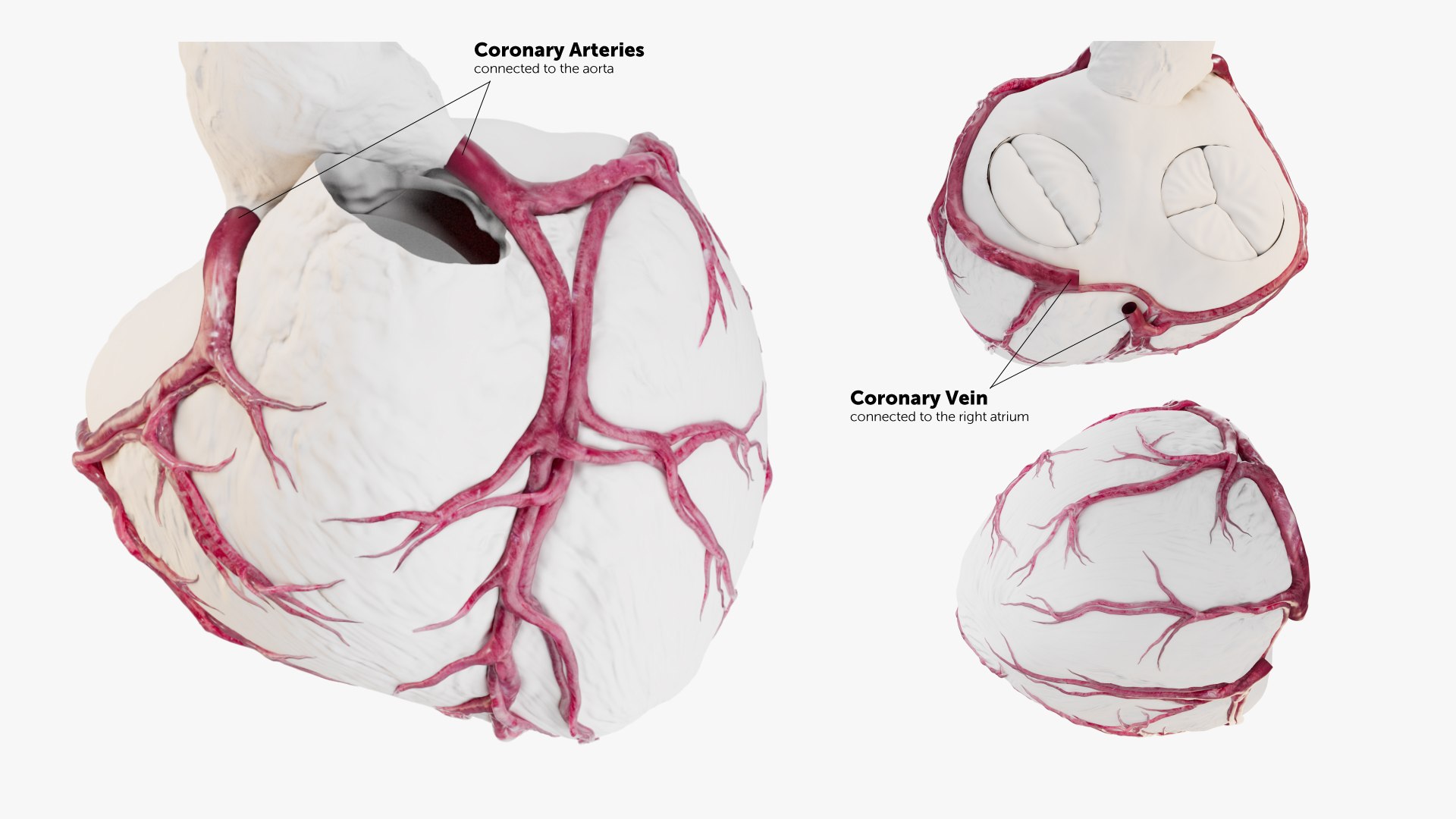 3D Animated Heart with Sound https://p.turbosquid.com/ts-thumb/oT/4QOeH0/yf/coronaries/jpg/1686654199/1920x1080/fit_q87/dc40c9a9ce3f71165c7299bcc28cd454dbaf87e6/coronaries.jpg