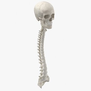 Real Human Spine Bones Female Skull and Jaw Anatomy With Intervertibral Disks 01 White