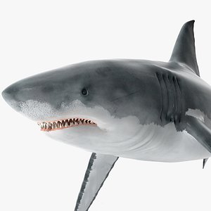 3D Great White Shark Fish Rigged for Modo model