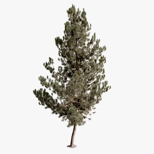 Pine Tree 04 Photorealistic 3D Scanned Tree 3D