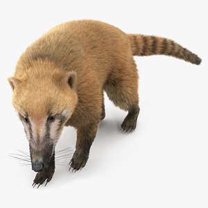 Walking Coati Fur
