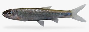 3d notropis ariommus popeye shiner