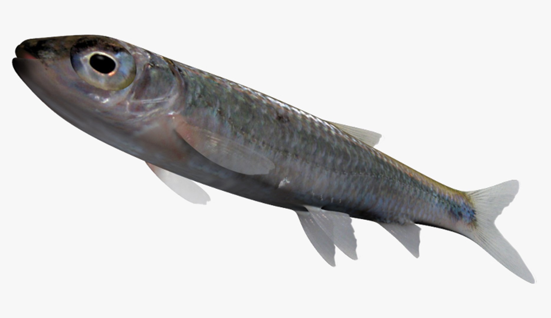 3d notropis ariommus popeye shiner