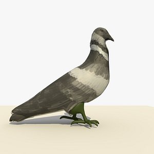 Animated Single Pigeon Walking