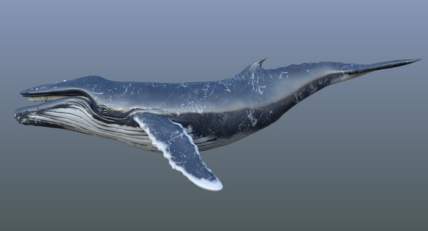 modelo 3d Ballena jorobada animada 3D - TurboSquid 1285676