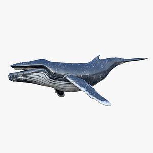 Humpback Whale Animated 3D