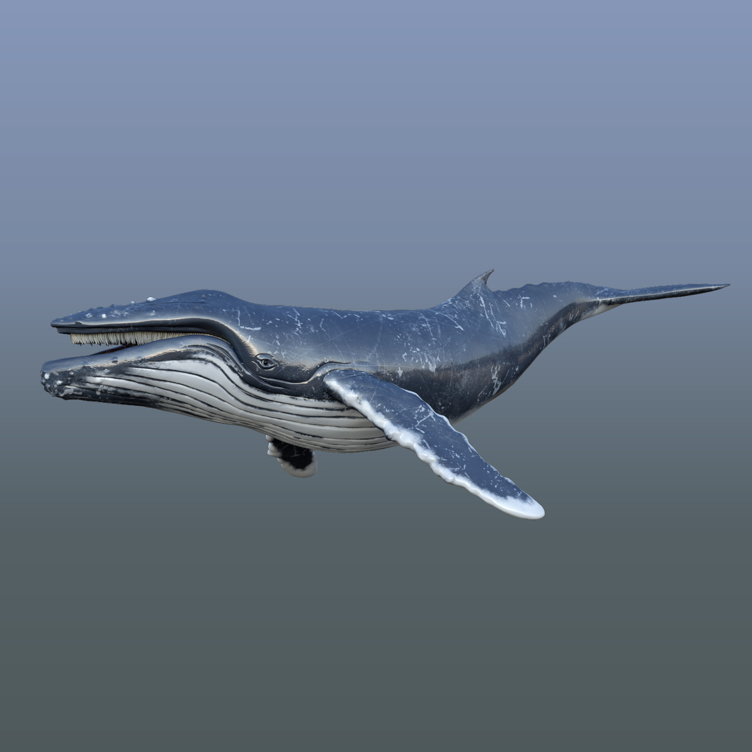 modelo 3d Ballena jorobada animada 3D - TurboSquid 1285676