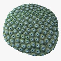 Favia Coral
