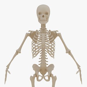 Human Male Skeleton Photorealistic