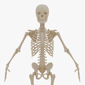 Human Male Skeleton Photorealistic