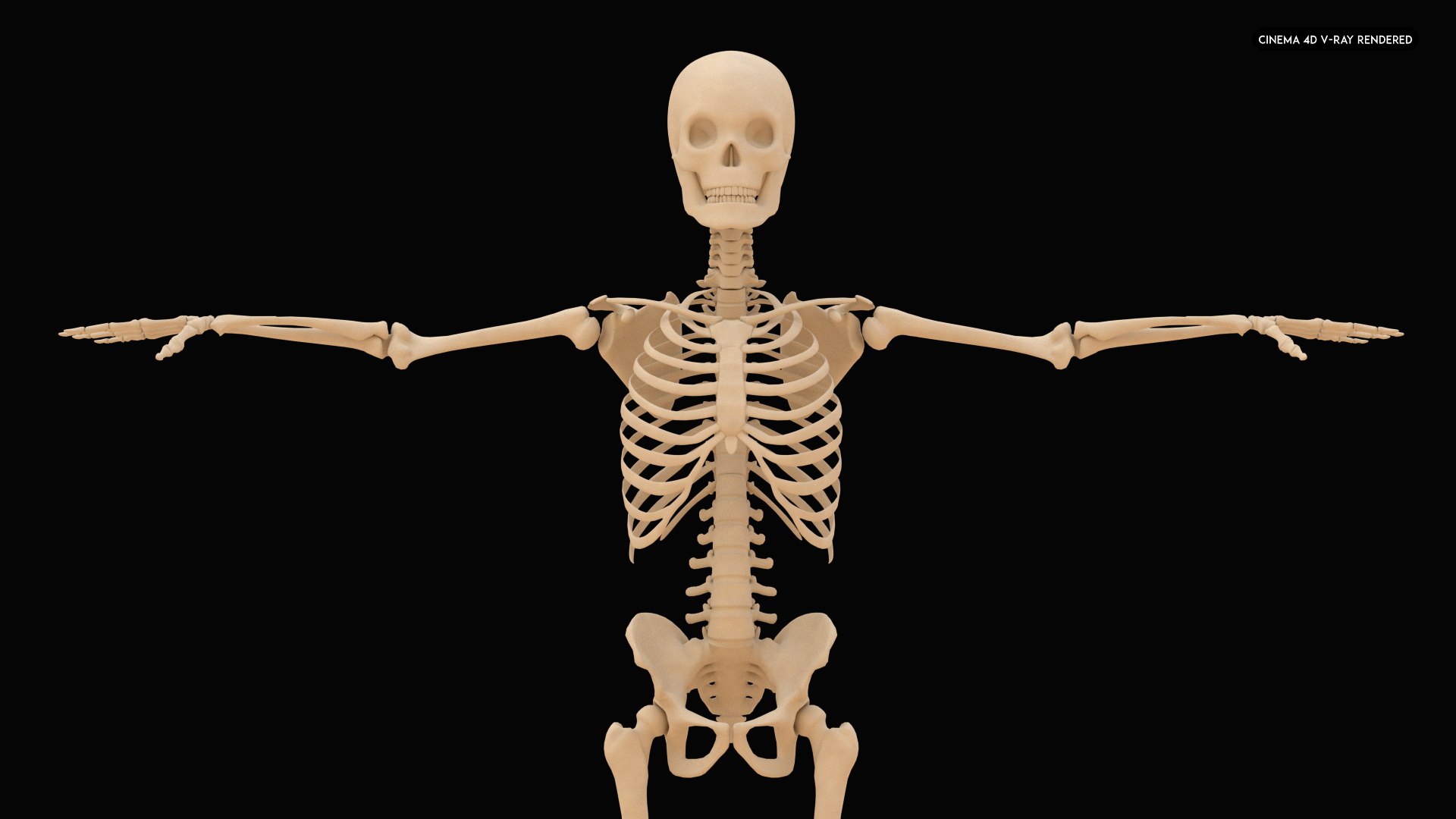3D Human Skeleton 3D Realistic - TurboSquid 2135489