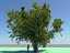 Large Oak Tree