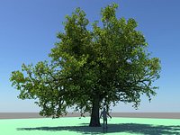 Large Oak Tree
