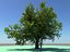 Large Oak Tree