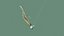 Ripple Shad