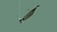 Ripple Shad