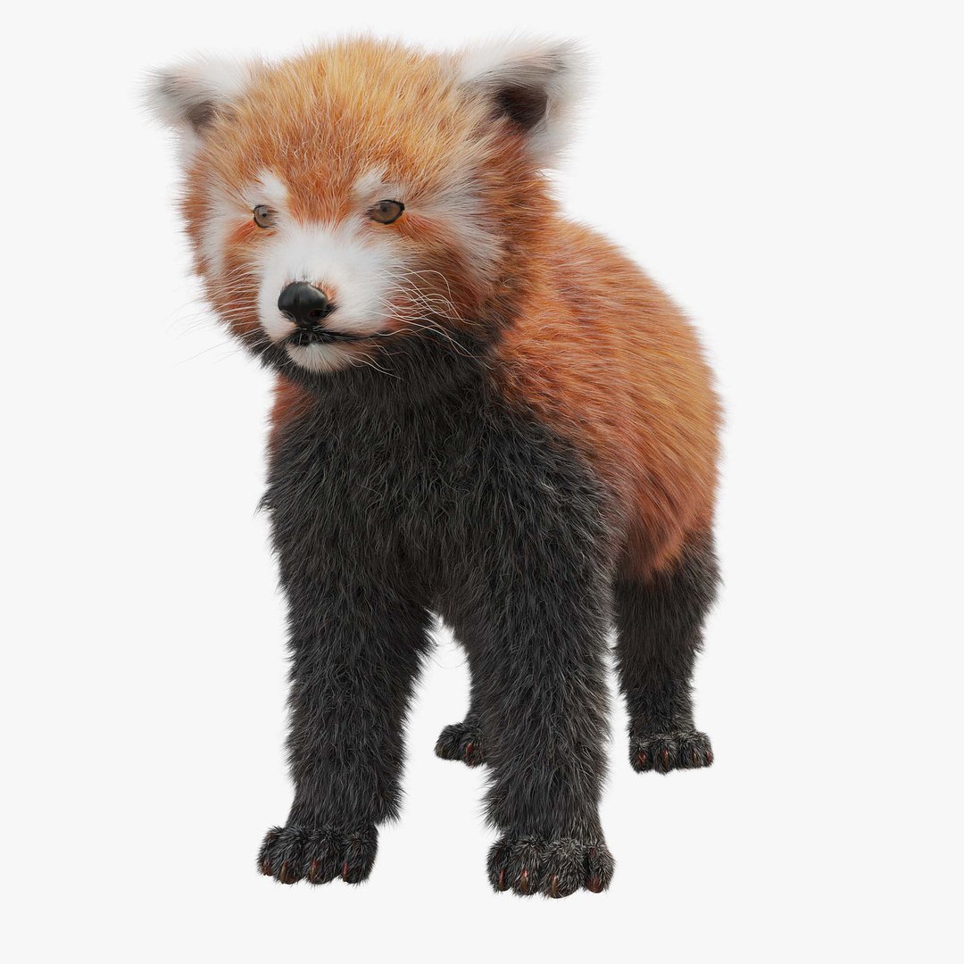 小熊猫3d模型